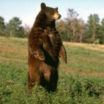Медведь в Славянской культуре