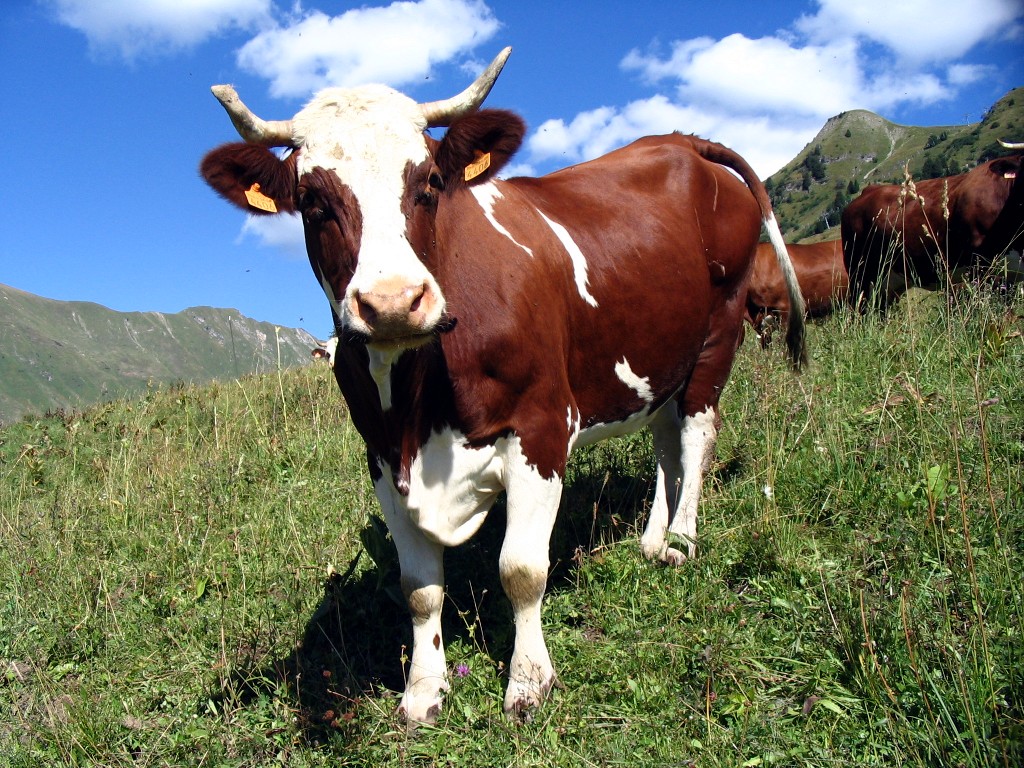 Корова, животные в славянской культуре, тотемы славян